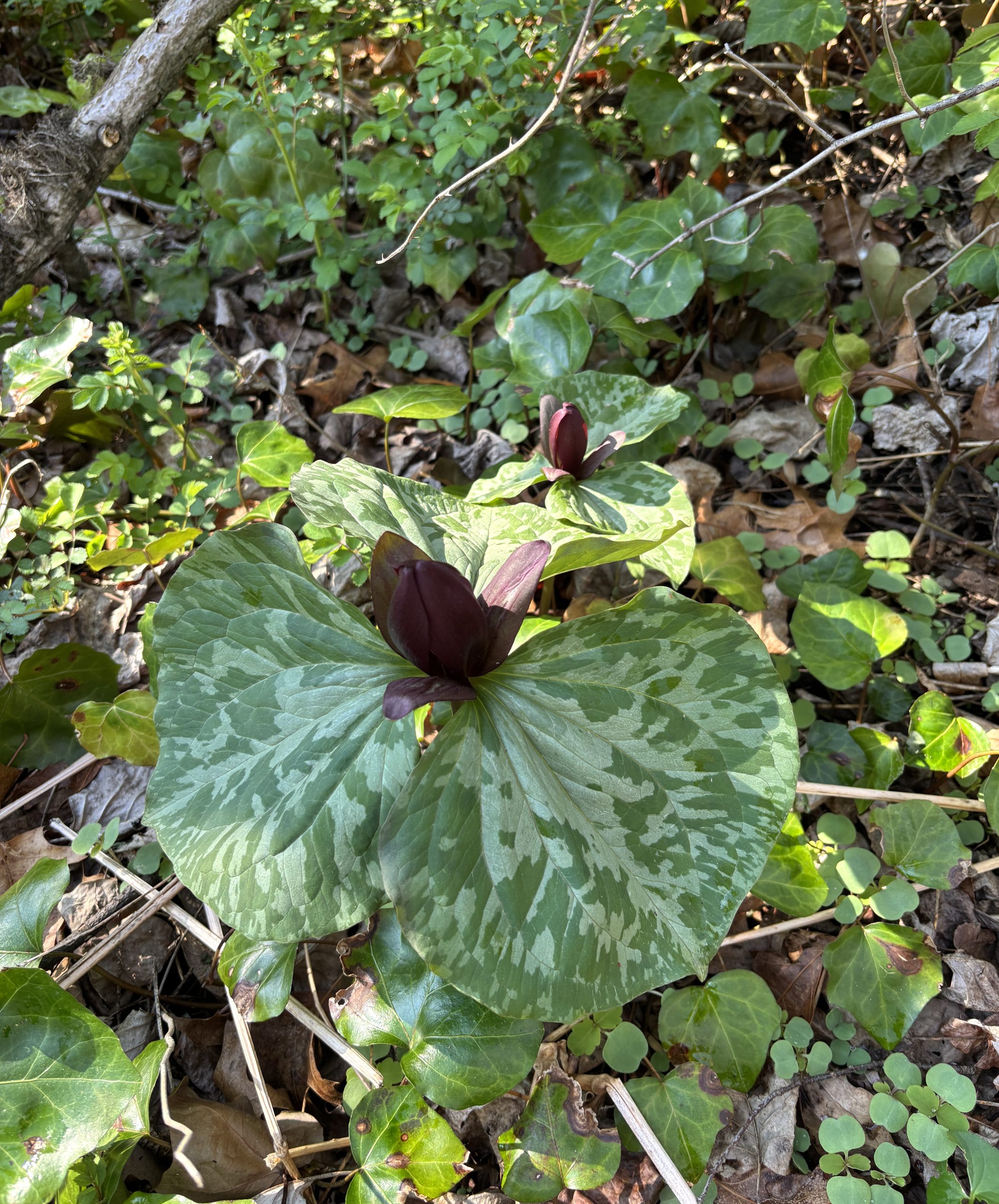 trillium